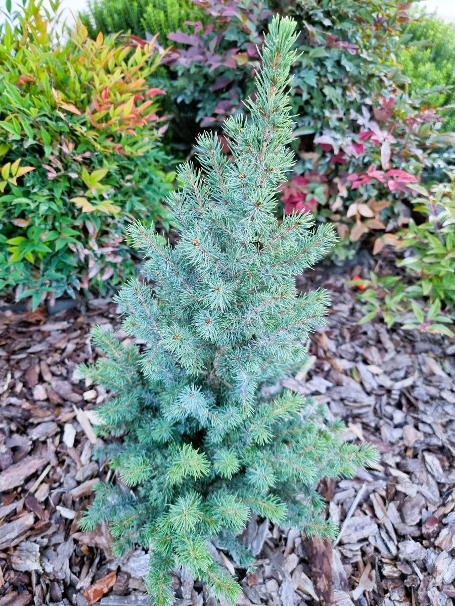 Ель канадская - пересорт. Возможно, 'Rainbow's End'.