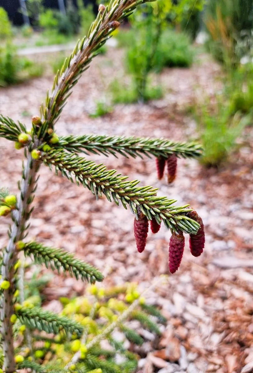 Весна в саду. Picea orientalis 'Aureospicata'. Анапа.