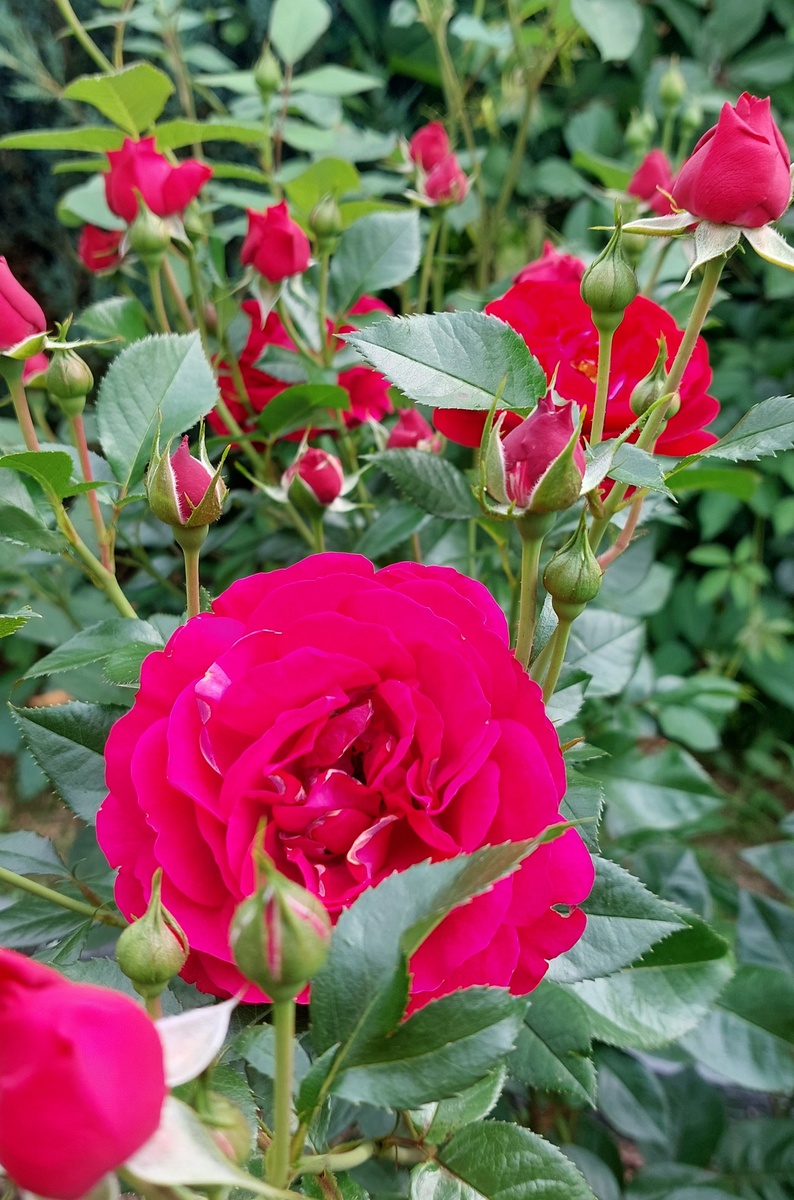 Бордо. Флорибунда