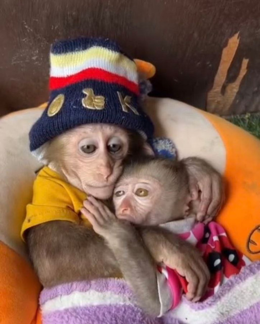 Tеlеgram = канал "Просто Лю"