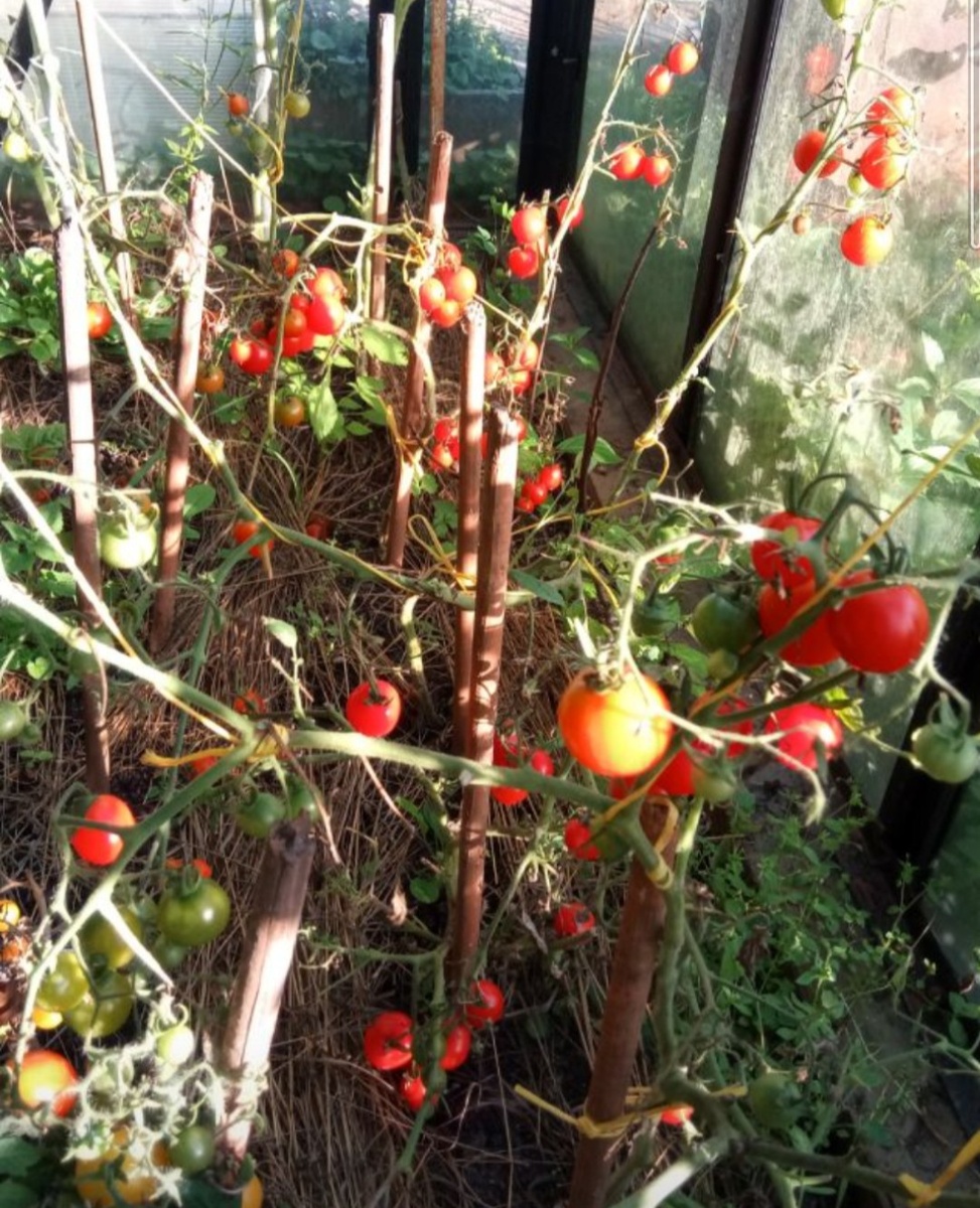 Томат Божья Коровка, уже изрядно пощипанный детьмс