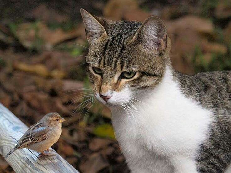 Кошка и воробей, сидящие рядом