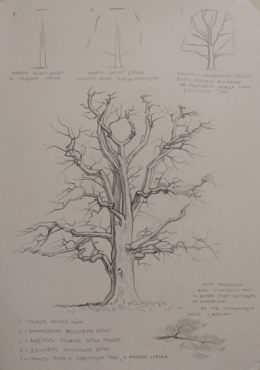 1ая часть пособия. Начало рисунка дерева