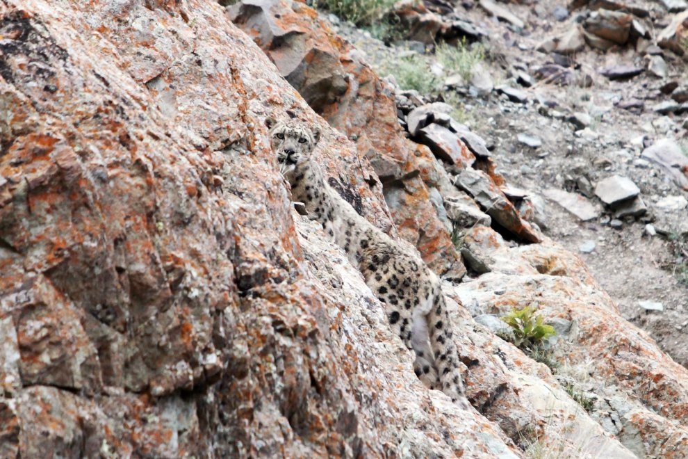 Снежный барс, затаившийся среди скал