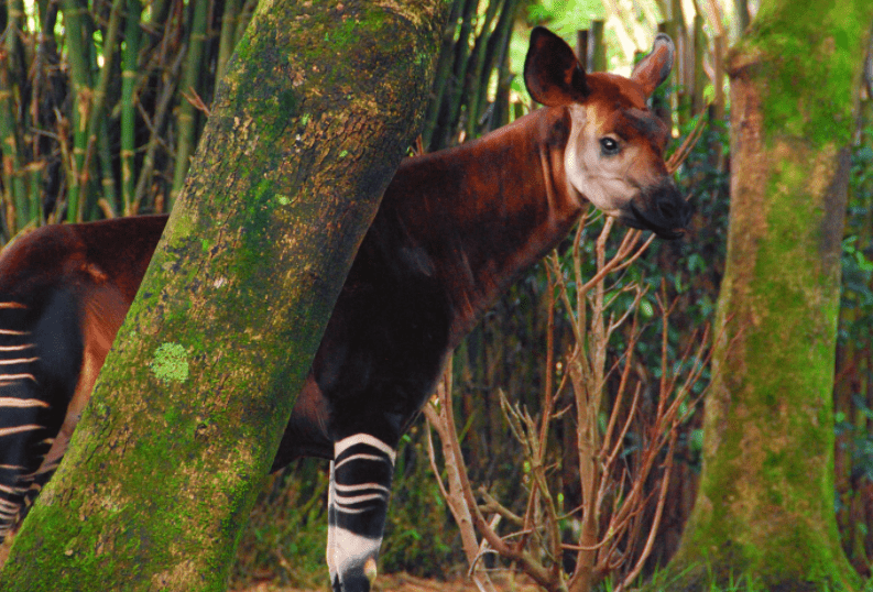 Окапи, выглядывающий из-за деревьев