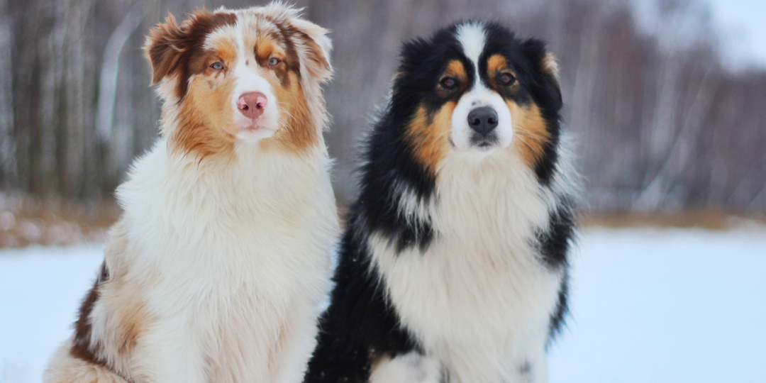 Умной овчарке №2 исполнилось полгода! Каким растёт Макачка
