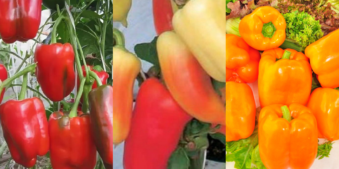 Не жалею, что недавно узнала об этих 5 урожайных раннеспелых перцев. Урожай по 7 кг с куста! Берите на заметку