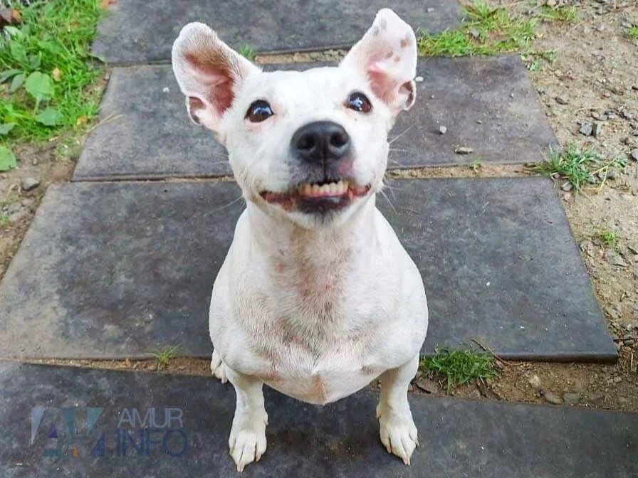   Фото: Амур.инфо