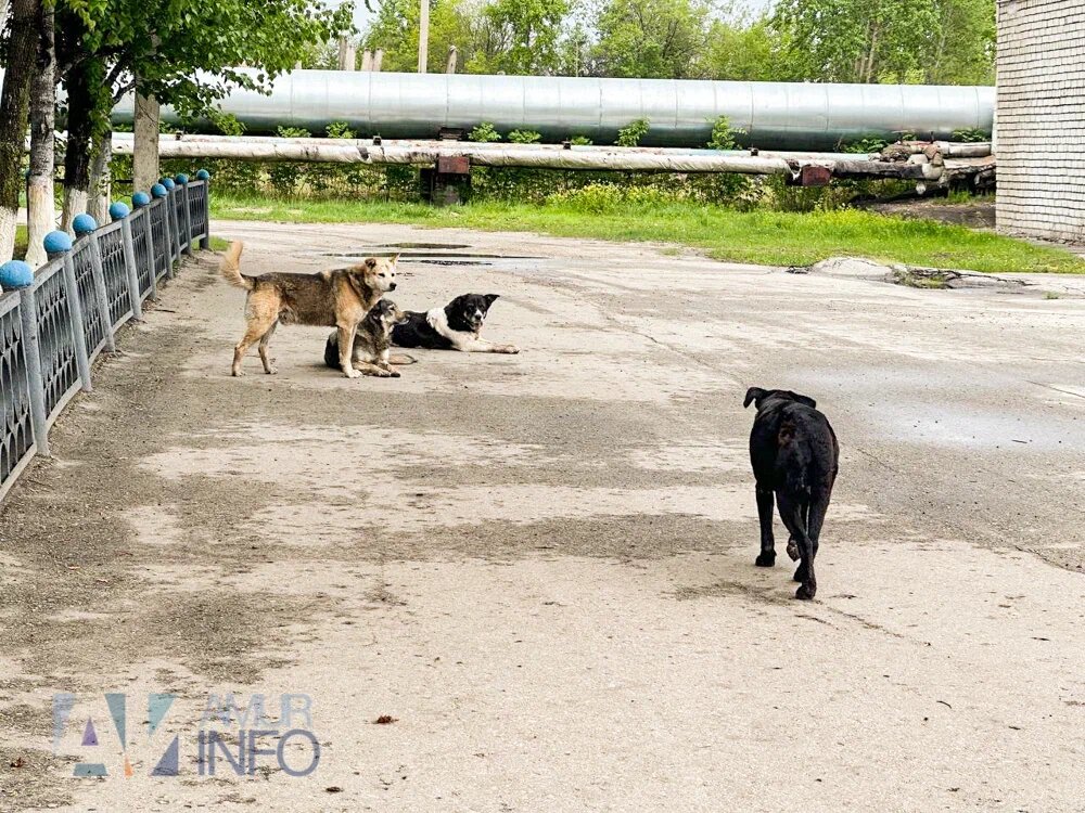   Фото: Амур.инфо