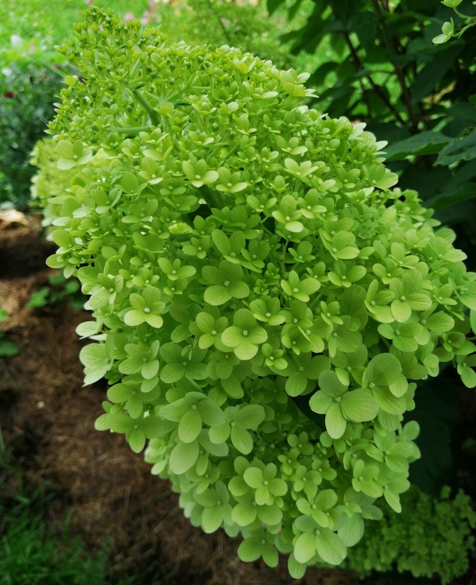 Зелёный – это цвет по жизни любимый. Цвет моей личной гармонии. 