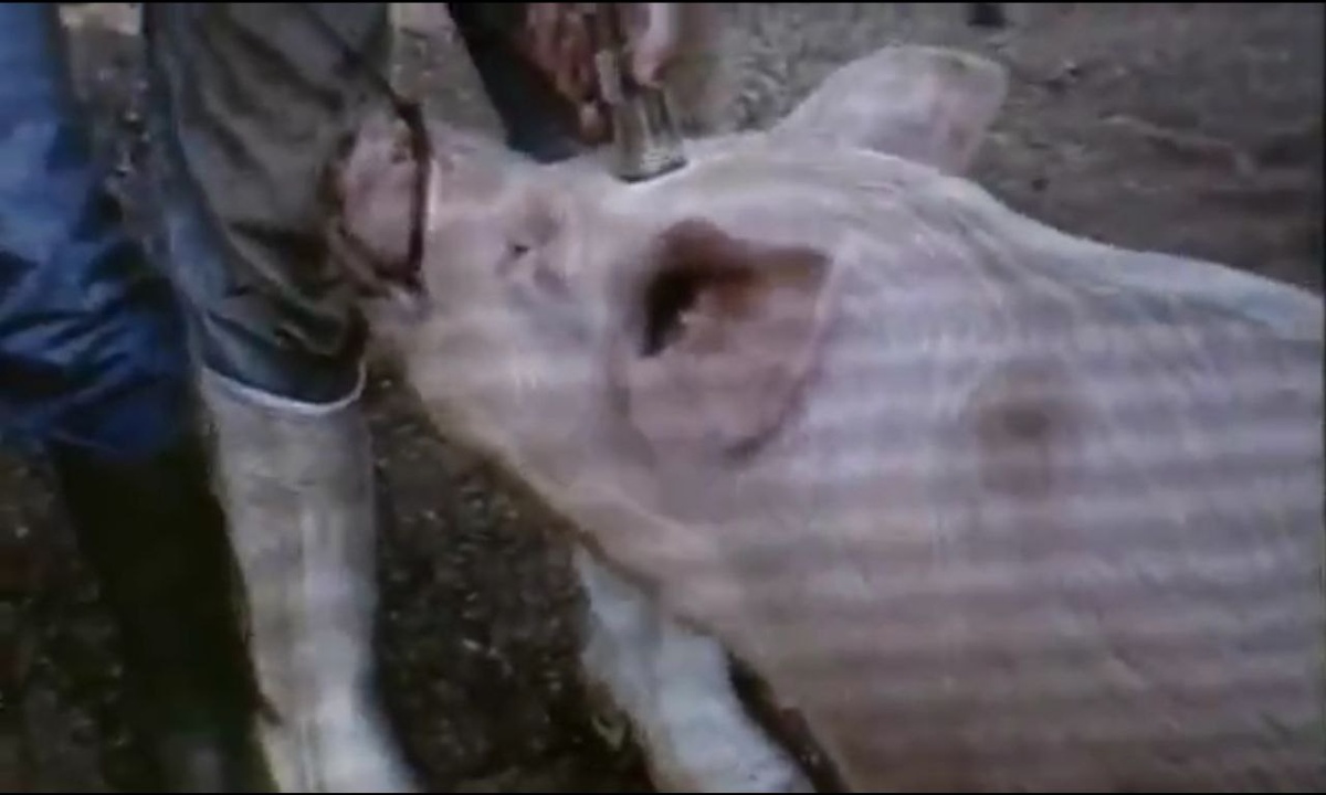 Кадр из к/ф «Видео Бенни»