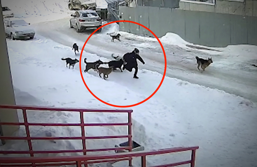 для тех кто считает что бродячие собачки могут быть только милыми и безлопастными размещаю кадр с камер наблюдения, на котором стая бродячих собак нападает на мальчика в городе Уфа