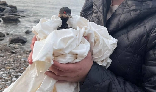 Пострадавшая птица. Фото из открытых источников