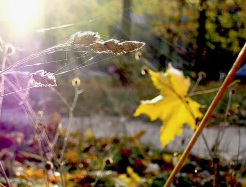 Яндекс картинки