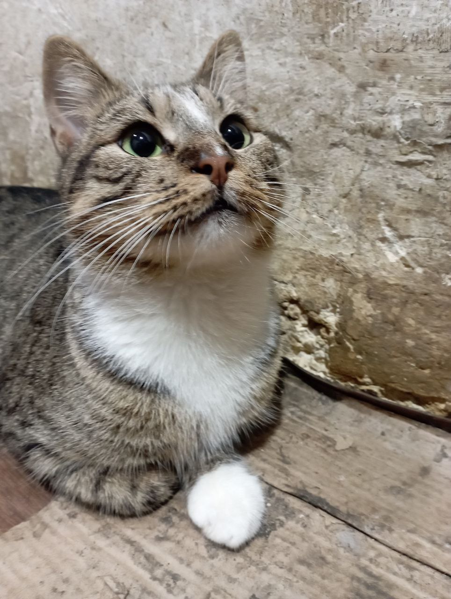 Срочно нужны добрые и ответственные ручки