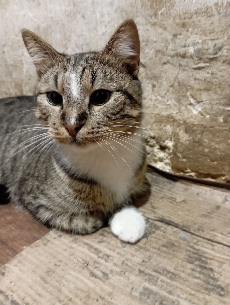 Находится в Горловском приюте "Верный друг" ищет добрые ручки