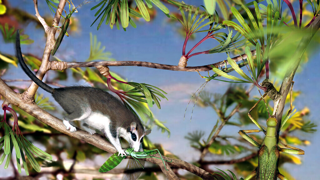 Эомайя, одно из первых млекопитающих, было мелким и жило, видимо, на деревьях. А вот днём не показывалось.