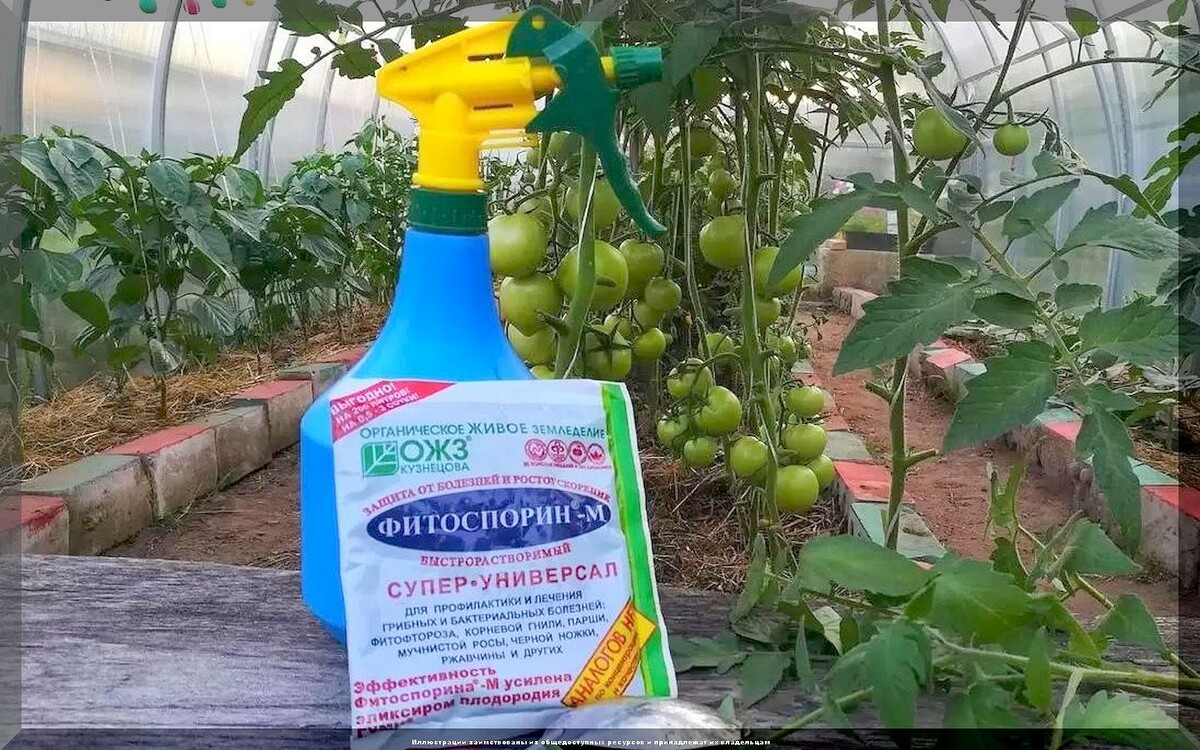 https://vk.com/photo-159774511_457269084