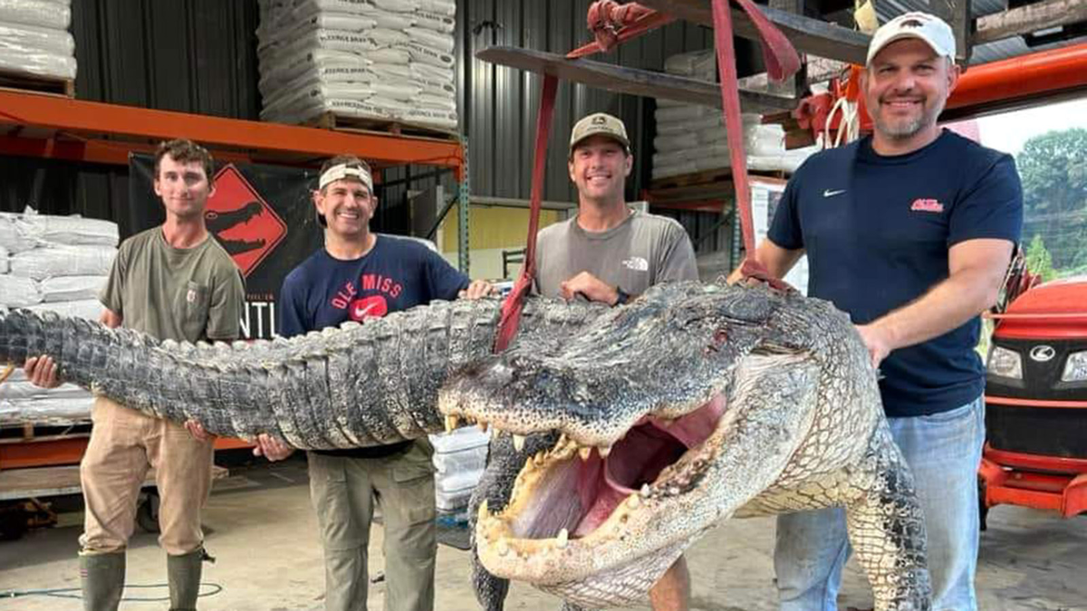 Средний размер американского аллигатора: 3-3,6 метра. Но иногда среди них появляются чудовища длиной более 4 метров!