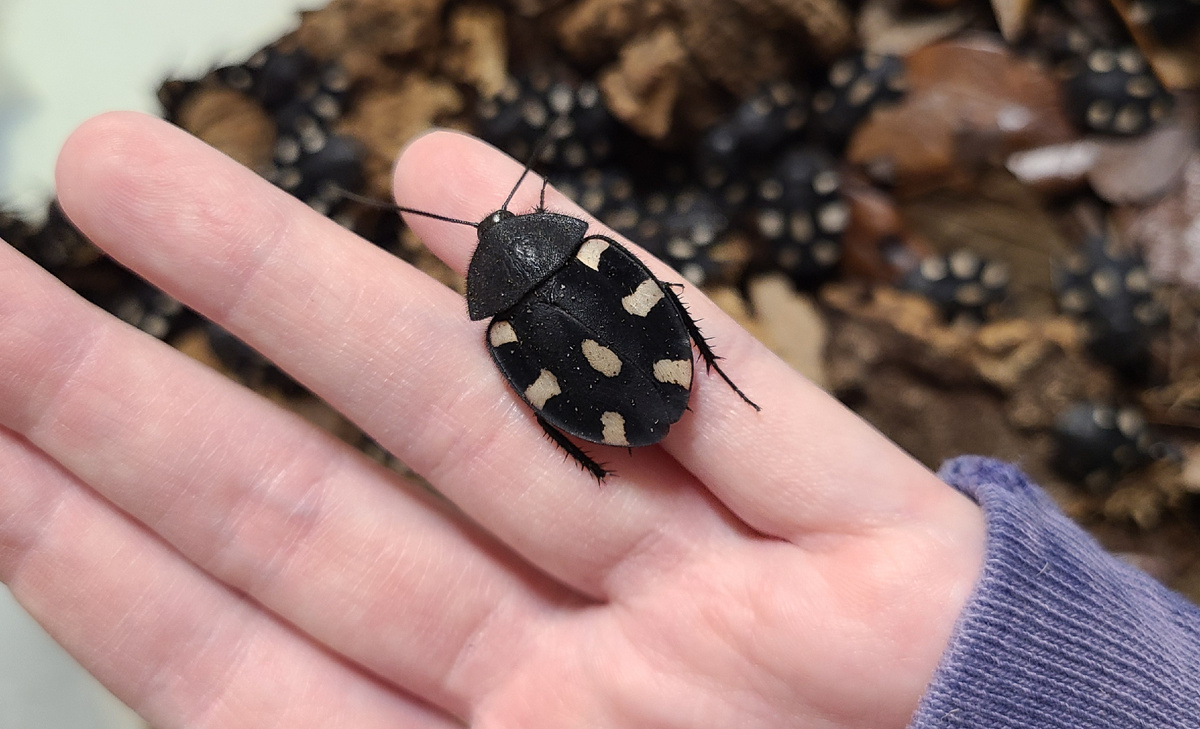 Таракан домино (Therea bernhardti)