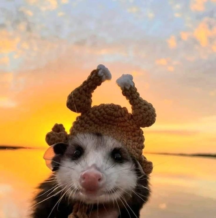 Опоссум. Картинка из свободных источников