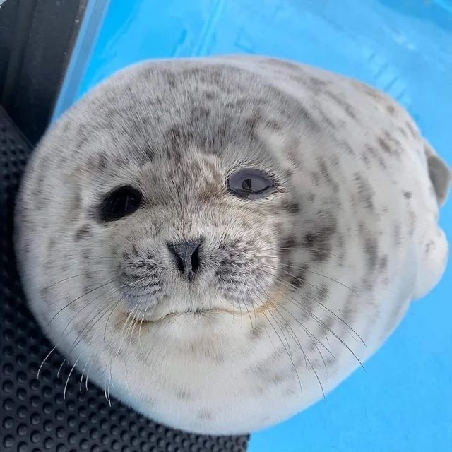 Тюлень. Картинка из свободных источников 