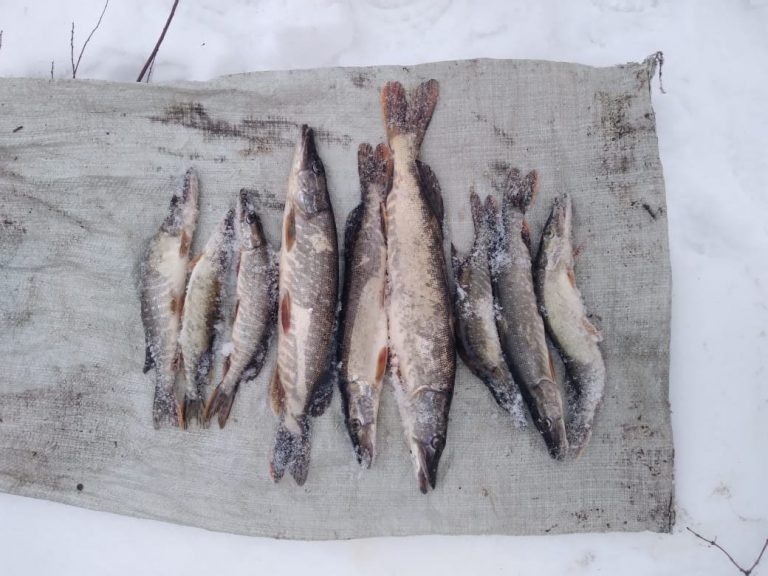    В Саракташском районе полицейские задержали рыбака-браконьера с электроудочкой Оренбуржье