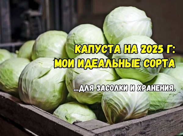 Мои 3 беспроигрышных сорта капусты: храню, квашу, соседям раздаю. Без подкормок вес от 3 кг: мелких кочанов не будет, даже если я захочу