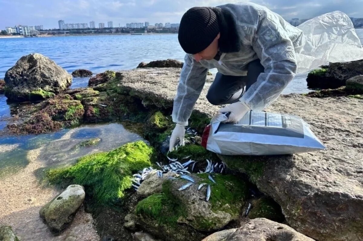    Происшествие в СМИ тут же окрестили «рыбьим мором».