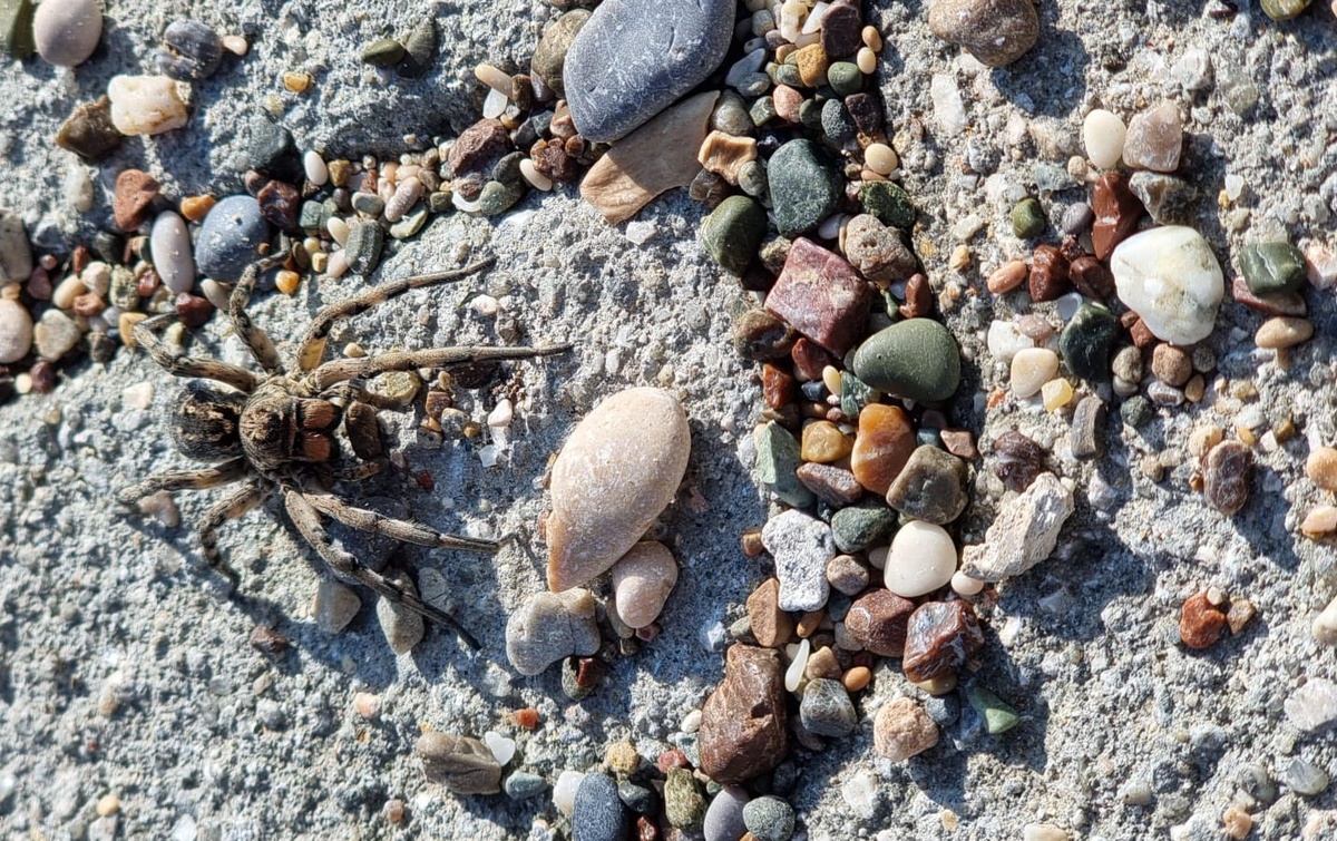 Вот такого красавца углядела глазастая Зайка