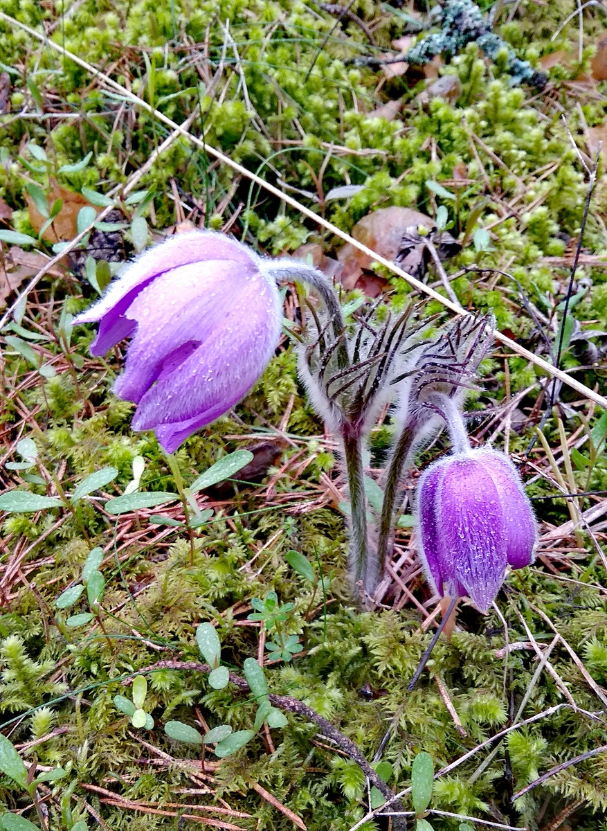 Сон-трава или прострел прошлой весной в лесу. 