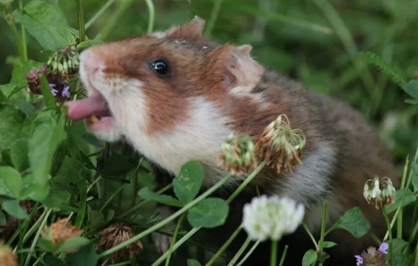 Почти вишня