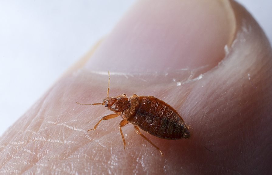 Как кусают клопы постельные: особенности и влияние на здоровье  