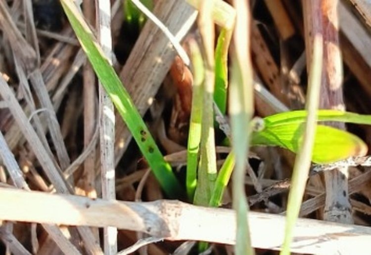    Вредоносность зимнего зернового клеща на озимой пшенице в Ростовской области выше обычного