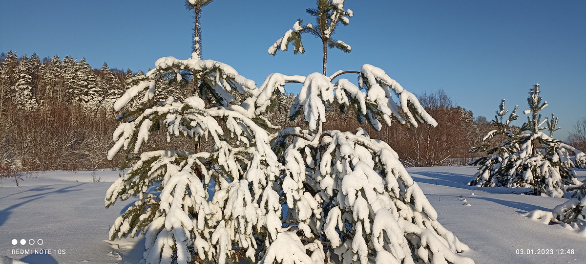 Сосны под снегом в январе. Фото автора.