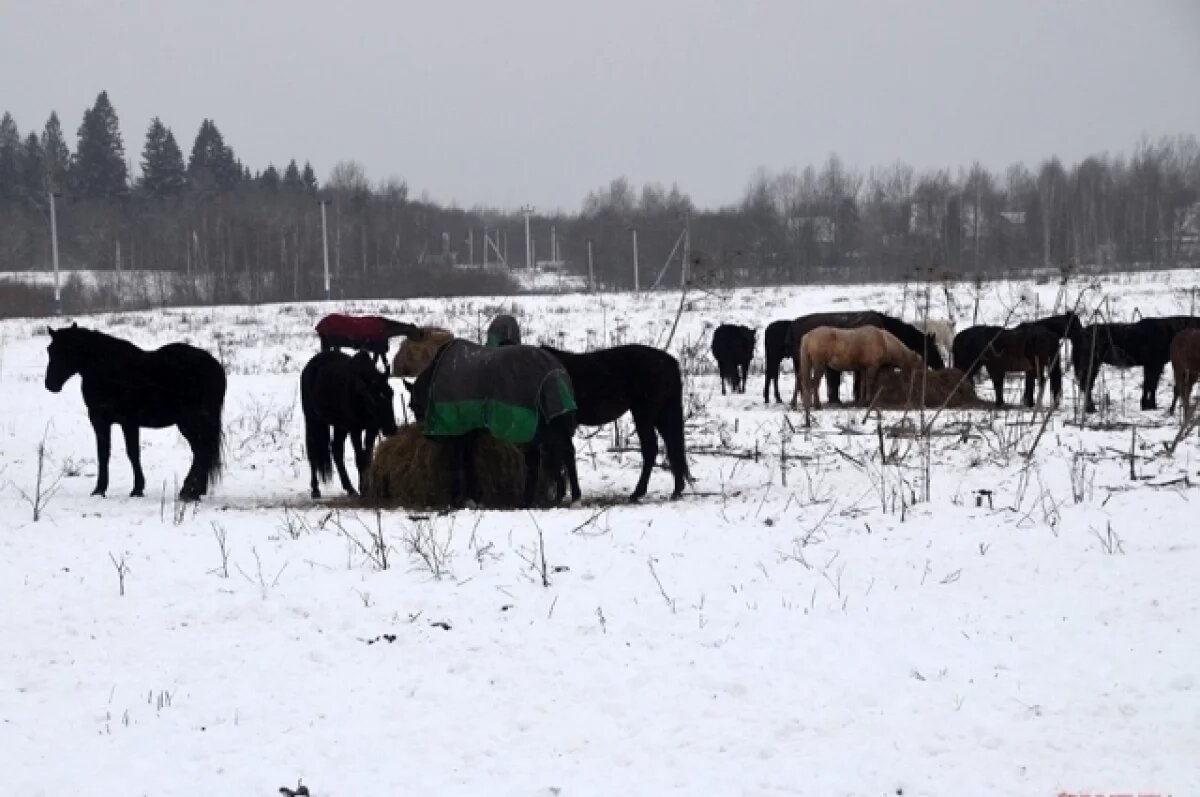    Жители Бурятии пожаловались на бродячих коней в Кабанском районе