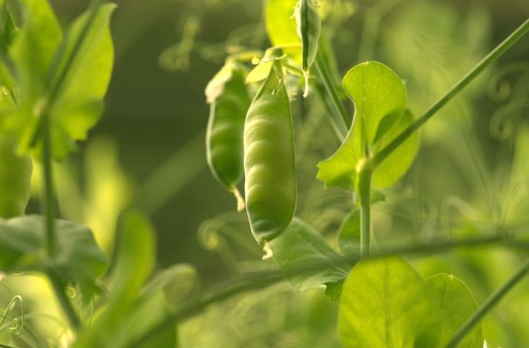    Вирусу деформирующей мозаики гороха ученые собираются дать отпор