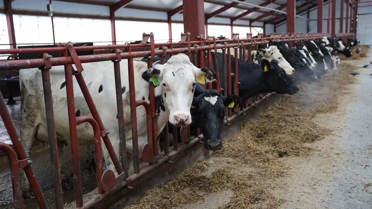     Источник: Пресс-служба главы и правительства Удмуртской Республики