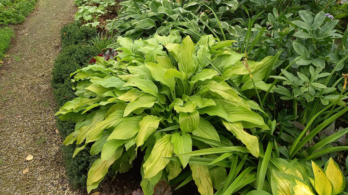 Honeybells. 17 августа 2024 года