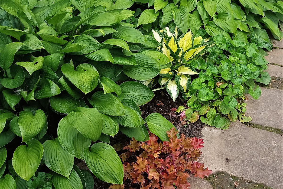 Bella на переднем плане, Fortunei Albopicta на заднем. 17.08.2024