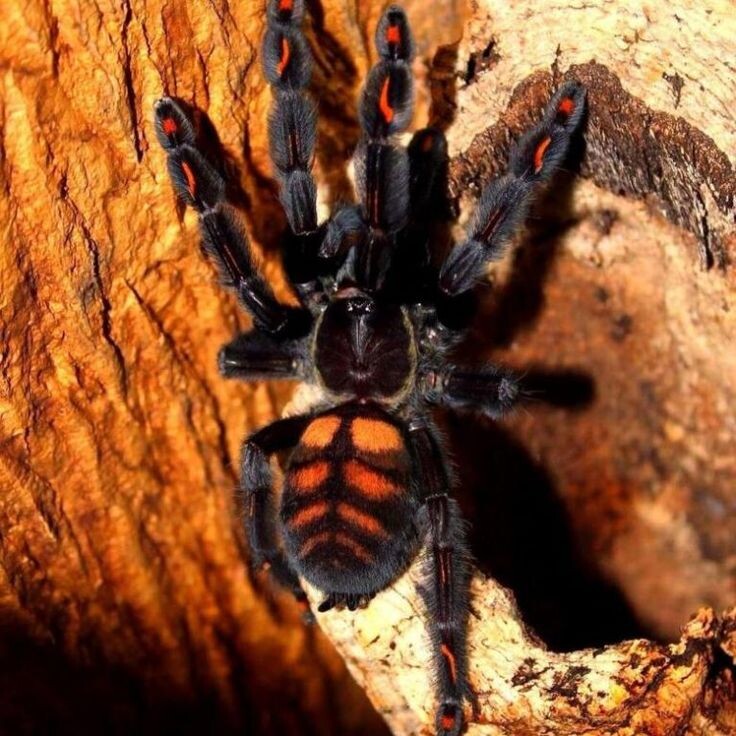 Фото из интернета 