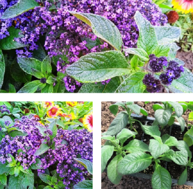 коллаж из фото автора