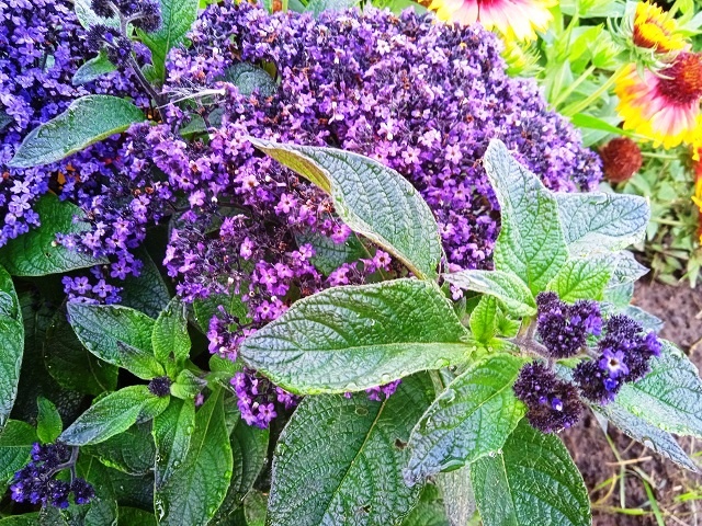 цветы гелиотроп, фото автора