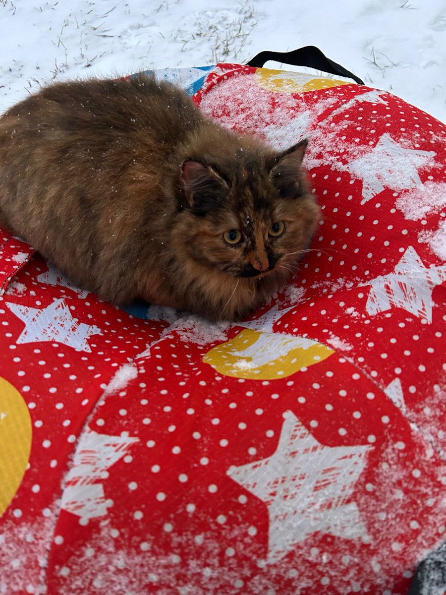 Кошка на ватрушке