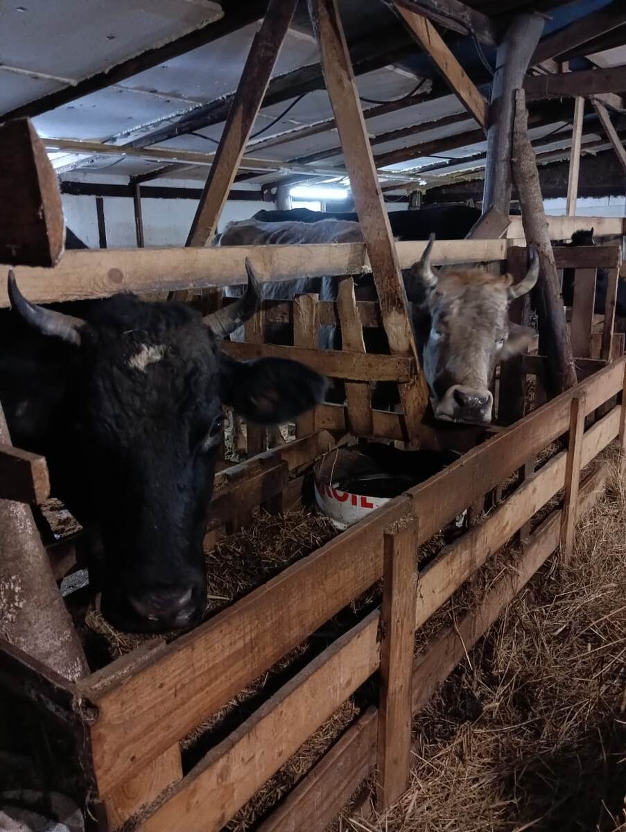 Метка и Зорька (видимо, спит 🤭) 