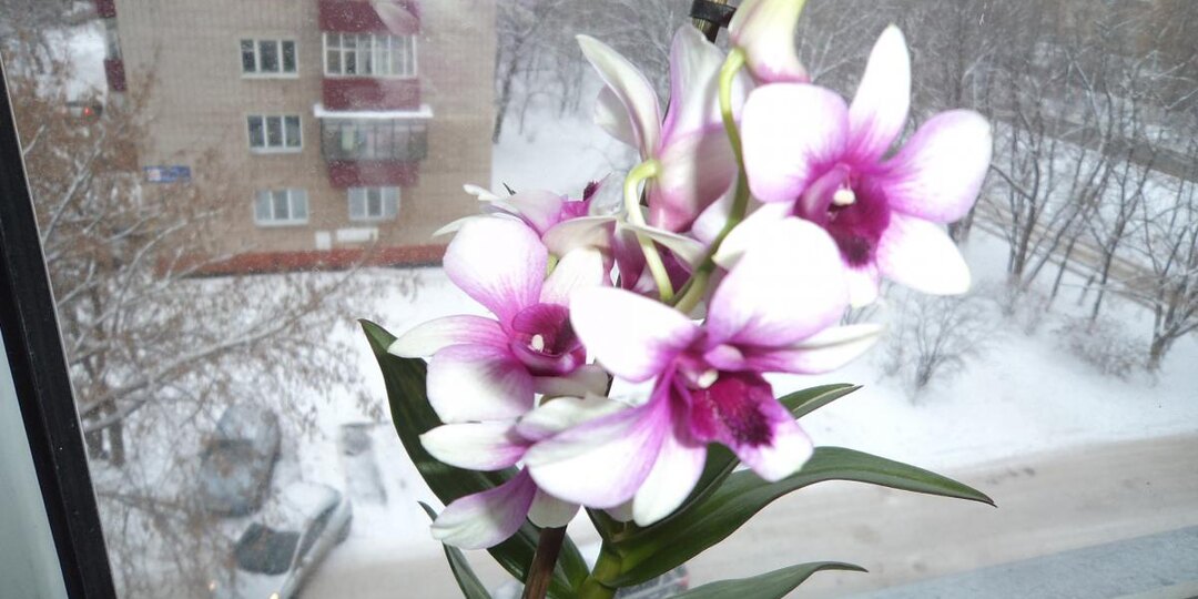 У орхидеи пожелтели листья? Вот что могло с ней произойти