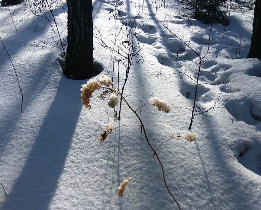 Зимний лес Большая Мурта