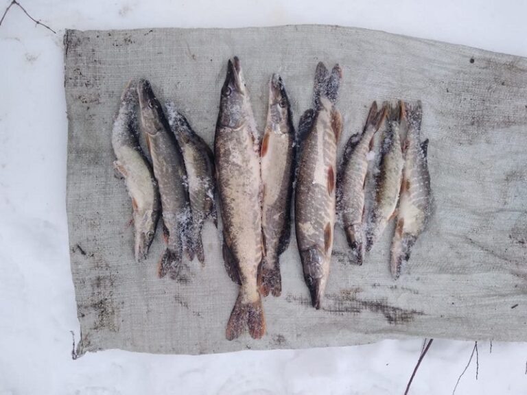    Дорогое удовольствие. Браконьер из Саракташа наловил себе рыбки на два года колонии Марина Шарт