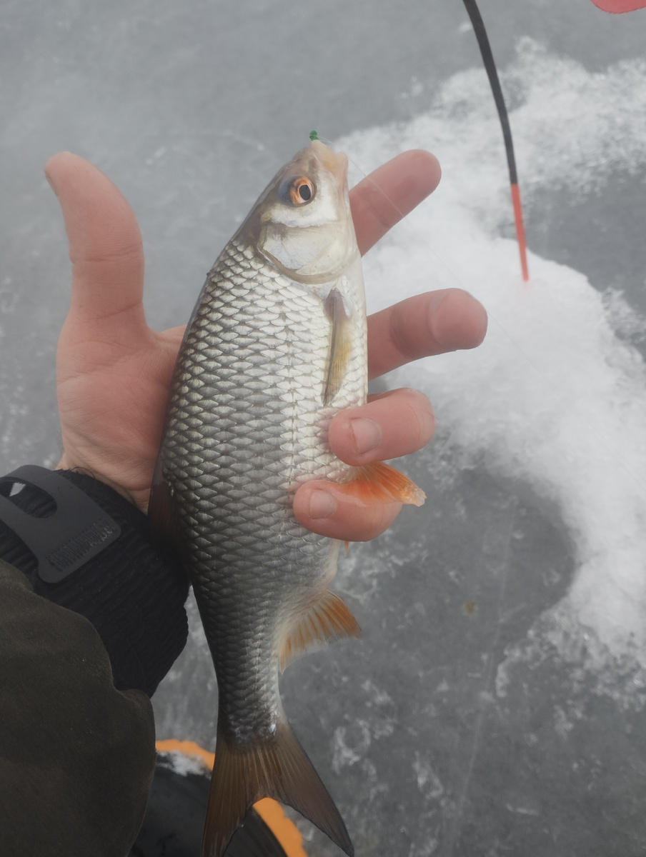 Раскачивал лунку минут тридцать, входе чего проклюнулась крупная плотва. С этой лунки было поймано около 30 рыб, на мормышку Уловка латунный шарик 0,5 грамм