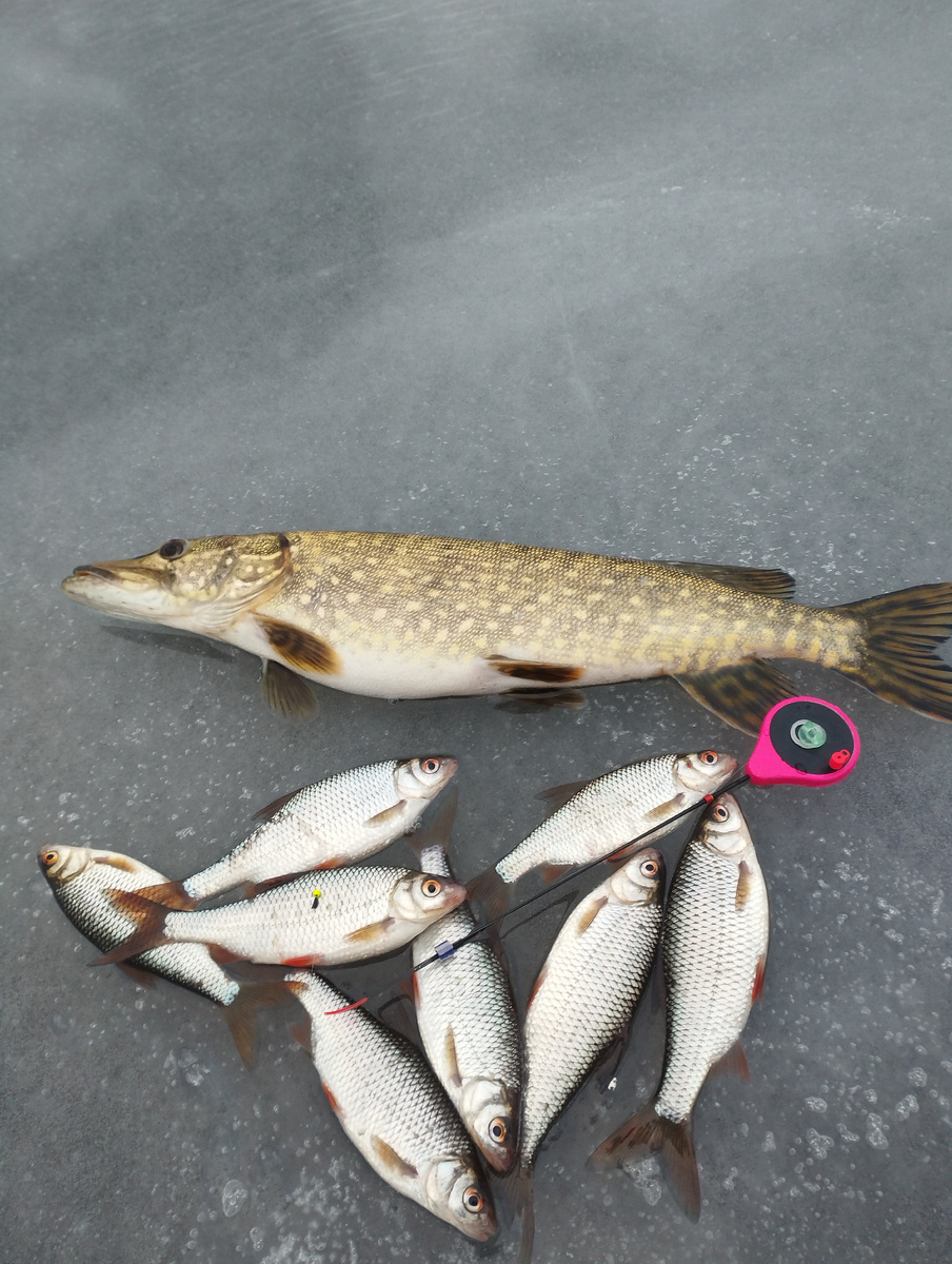 Поймал много, забрал мало. Такой девиз крайней рыбалки. Рабочая глубина 2,5 - 3 метра. Рабочие мормышки латунный шарик/ кислотный шарик. Вес 0,35 грамм, леска 0,10.